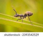 Small photo of Carpenter ants or Camponotus spp. is a big ant. They build nests in wood, consisting of galleries that they chew through with their mandibles or mandibles, preferably in dead, damp wood.