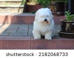 Cute White Dog Breed Coton De...