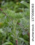 Small photo of Southernwood (Artemisia abrotanum)