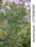 Small photo of Southernwood (Artemisia abrotanum)