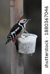 Portrait of middle spotted woodpecker (Dendrocoptes medius) feeding 