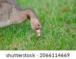 Close up portrait of a immaure white-fronted goose (Anser albiforns)  in a green lawn 