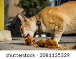 Cats Are Eating Fried Chicken