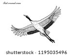 Red Crowned Crane Vector Flying ...