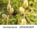 Big Striped Bumblebee On A...