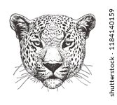 Portrait Of Leopard  Hand Drawn ...