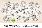 Set Of Hand Drawn Roses  Vector