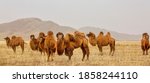 The bactrian camel  also known...