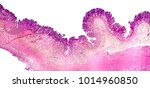 Small photo of Histology of human stomach, pylorus part. Light micrograph, isolated on white background, hematoxylin and eosin staining
