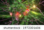 Neurons Of Dorsal Striatum  3d...