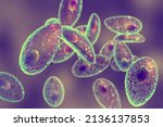 Parasitic Protozoans Toxoplasma ...