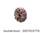 Small photo of Real Rose of Jericho on white background.