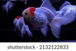 Small photo of a Beautiful Redcap Goldfish with black background blurred.