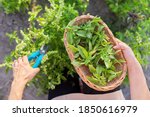 Woman farmer gardener cuts basil with pruner, leaves in basket, harvest of green herbs, natural organic spices