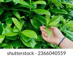 Small photo of Close-up leaves of a cherry laurel plant