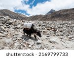 Small photo of Yaks carrying stuff on the way to Everest base camp in Nepal. Yaks transport goods across mountain