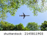 A plane flying over a forest treetops,