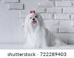 maltese dog
