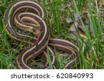 Closeup Of Garter Snake Coiled...