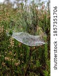 Small photo of Spiderweb in the grass. Alisa Baurina, Russia