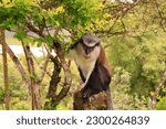 Small photo of Mona Monkey in Grenada, caribbean island. Cercopithecus mona is an arboreal creature and can be found primarily in rainforests. It is originally from Africa countries like Ghana, Nigeria and Togo.