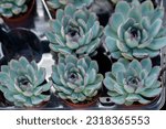 Small photo of Echeveria Apus, Flowers on short stalks arise from compact rosettes of succulent fleshy, often brightly coloured leaves