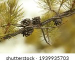 Pine Cone Clusters On A Pine...
