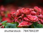 Spring Scenes Of Red Begonia...