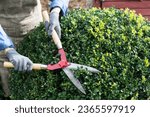 Woman with trimming shares pruning boxwood bushes, gardener  pruning   branches from decorative bushes in yard  in sunny  day, garden works concept 