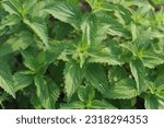 Small photo of Bush of stinging-nettles. Nettle leaves. Top view of the photo. Botanical pattern. Greenery common nettle.