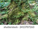Small photo of Big tree draped with Club Moss in Rainforest, Beautiful green moss on the big tree roots.
