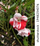 Small photo of Impatiens balsamine flowers red and white