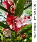 Small photo of Impatiens balsamine L flowers in red and white