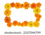 Marigold flowers isolated on a...