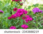 Small photo of Close up of red Dianthus barbatus (Sweet William) flower (or Bart Nelke),Turkish carnations bloom beautifully in the garden in summer.Caryophyllaceae Family.Selective focus