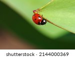 Ladybug Crawls On A Green Leaf