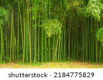 Beautiful thickets of bamboo in the park, natural texture background