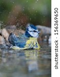 Small Bird Blue Tit Bathing