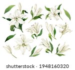White Lilies Watercolor Clipart ...