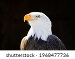 Portrait Of A Bald Eagle With...