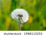 Dandelion In Close Up With A...