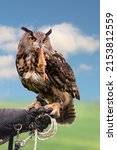 Owl eats its prey, bird of prey show - blue sky - Eurasian eagle-owl