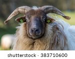 Funny Ram is watching You!