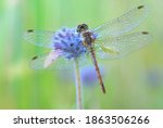 Dragonfly Sitting On A Flower