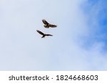 Pair Of Buzzards Flying Against ...