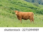 Small photo of Dexter cow standing in a Scottish meadow looking at the camera
