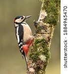 Greater Spotted Woodpecker On...