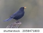 Blackbird Turdus Merula In...