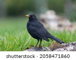 Blackbird Turdus Merula In...