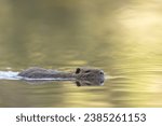Small photo of Nutria Coypu in close-up Myocastor coypus swimming on a pond